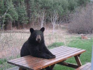 bear-picnic-table1